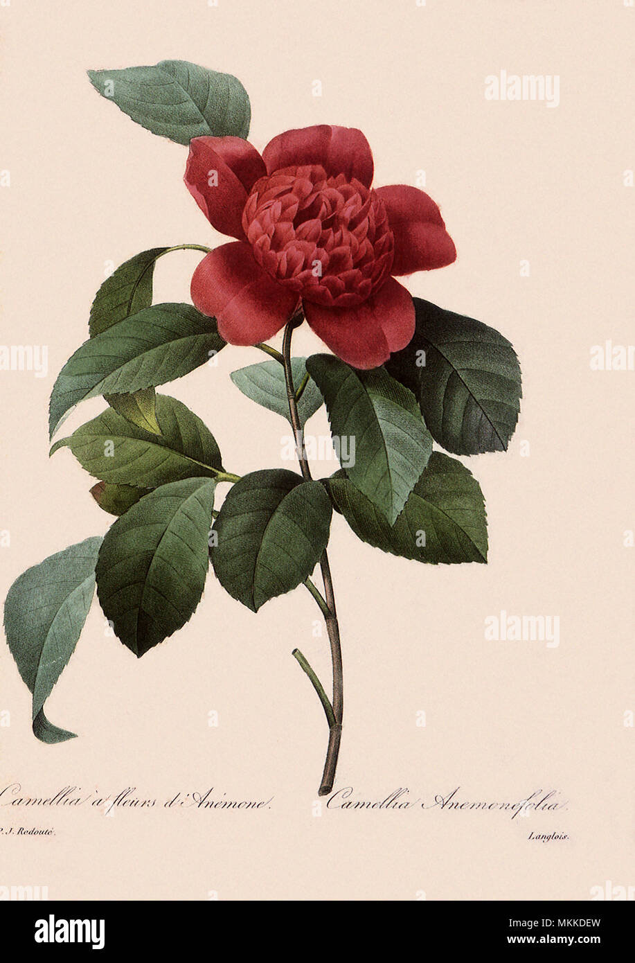 Flowering camellia japonica hi-res stock photography and images - Alamy