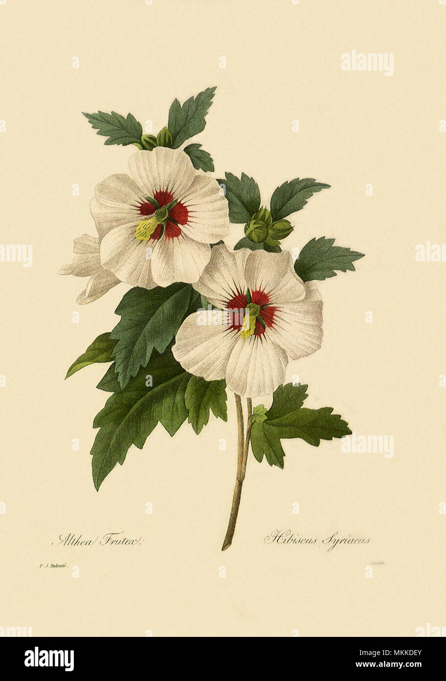 Plants hibiscus syriacus hi-res stock photography and images - Alamy