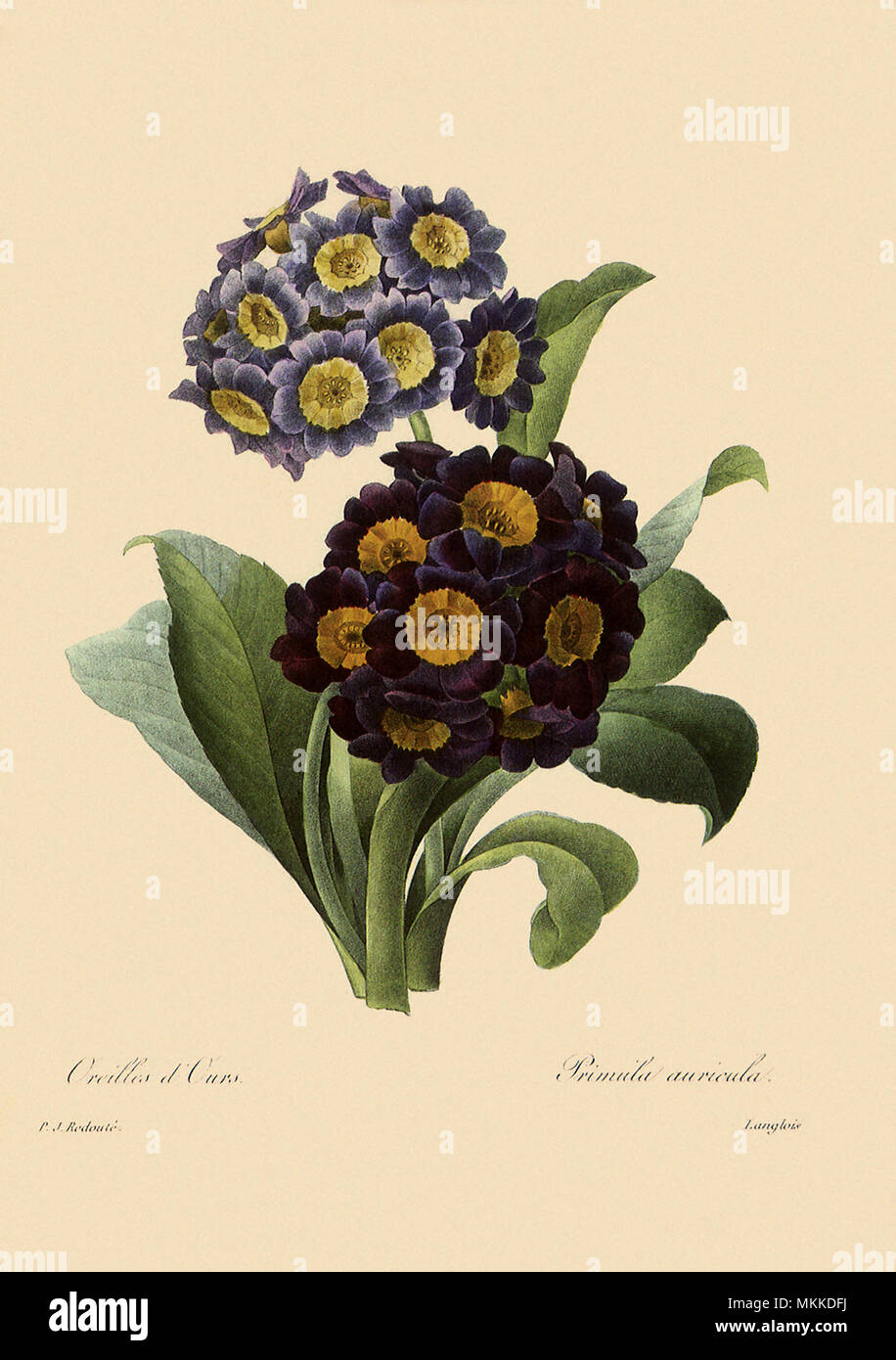 Primula x pubescens Stock Photo