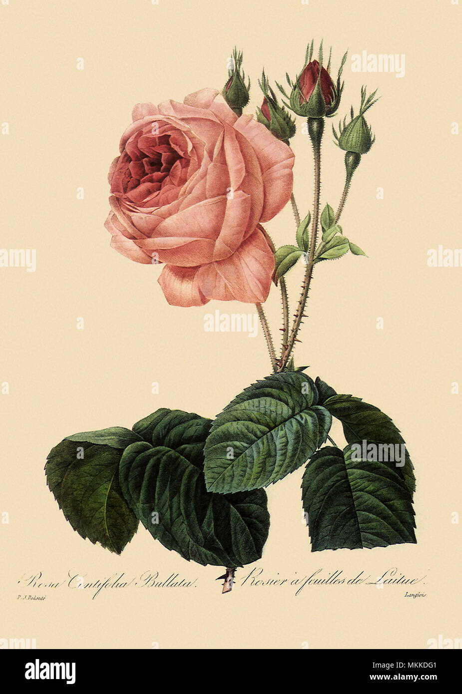 Rosa centifolia bullata hi-res stock photography and images - Alamy