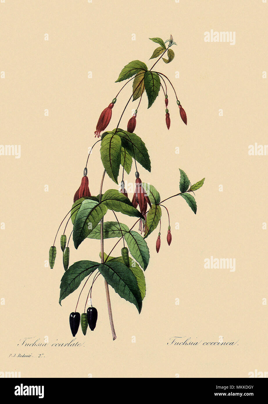 Fuchsia magellanica Stock Photo