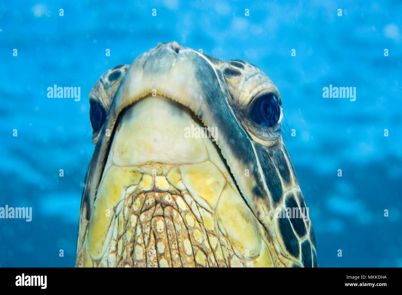 Sea turtle salt gland hires stock photography and images Alamy