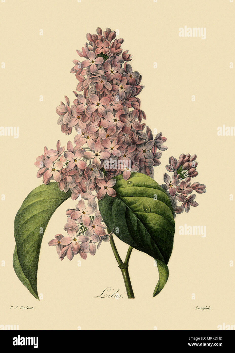 Common Lilac Stock Photo