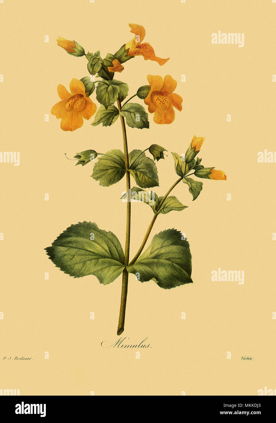 Yellow Monkey Flower Stock Photo