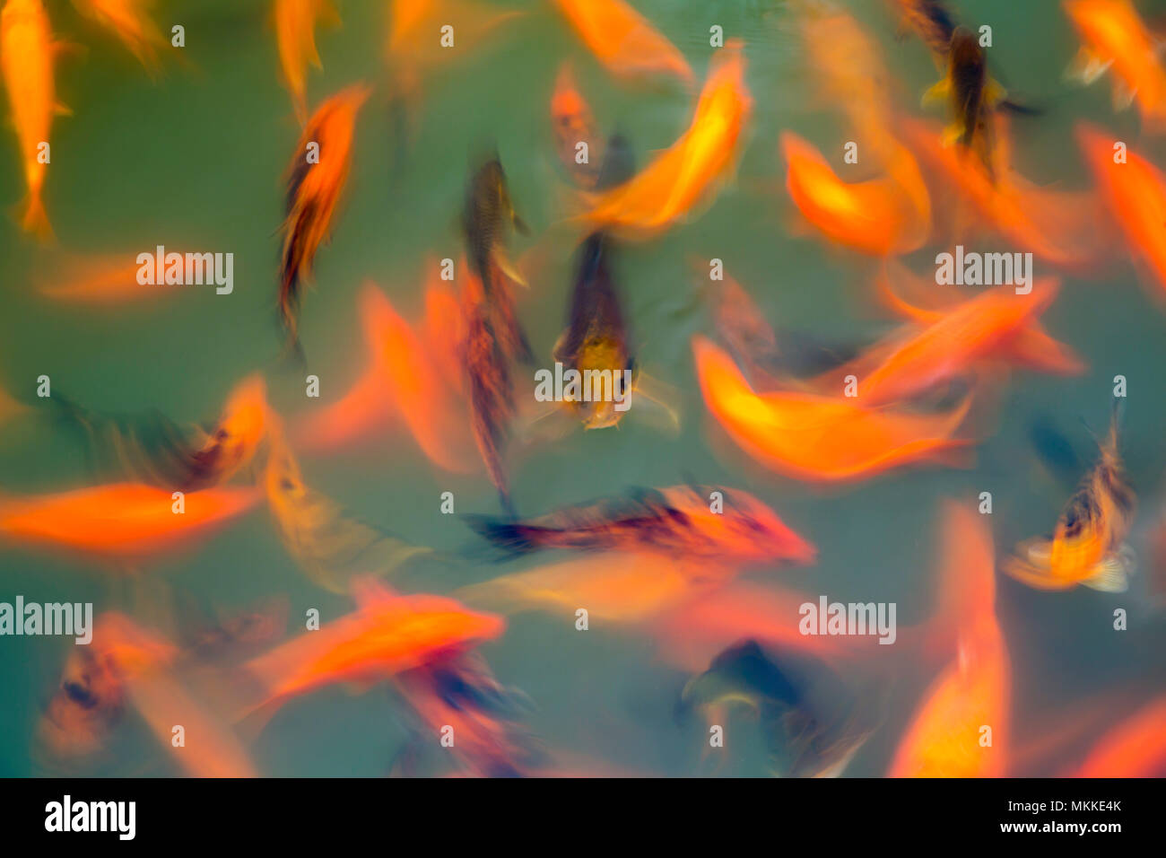 A motion blurred image of ornamental koi fish, Cyprinus carpio, at one of the ponds in the Buddha Eden Garden, Carvalhal, Portugal. Stock Photo