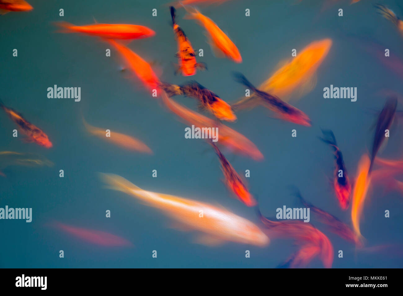 A motion blurred image of ornamental koi fish, Cyprinus carpio, at one of the ponds in the Buddha Eden Garden, Carvalhal, Portugal. Stock Photo