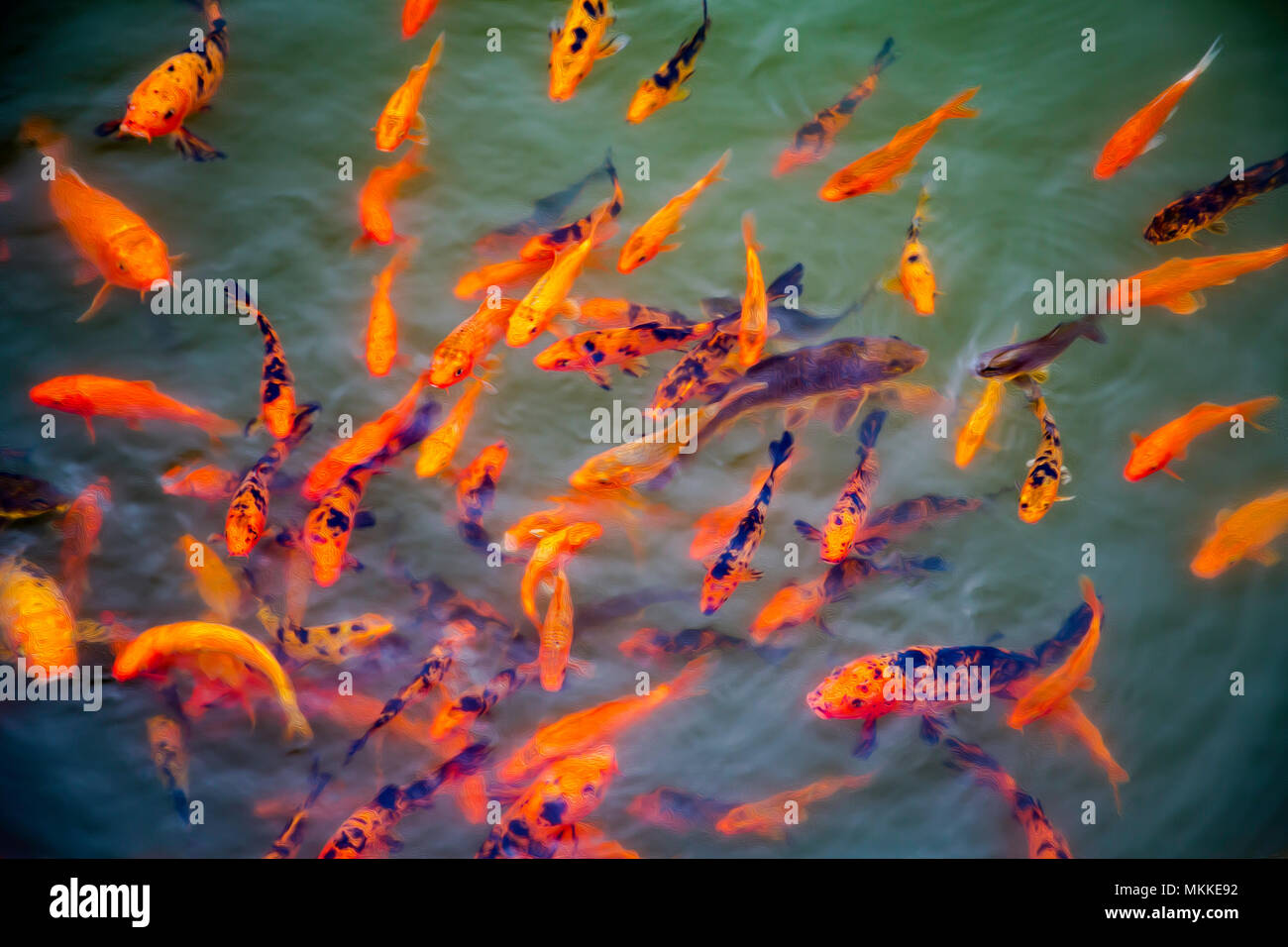 A stylized image of ornamental koi fish, Cyprinus carpio, at one of the ponds in the Buddha Eden Garden, Carvalhal, Portugal. Stock Photo