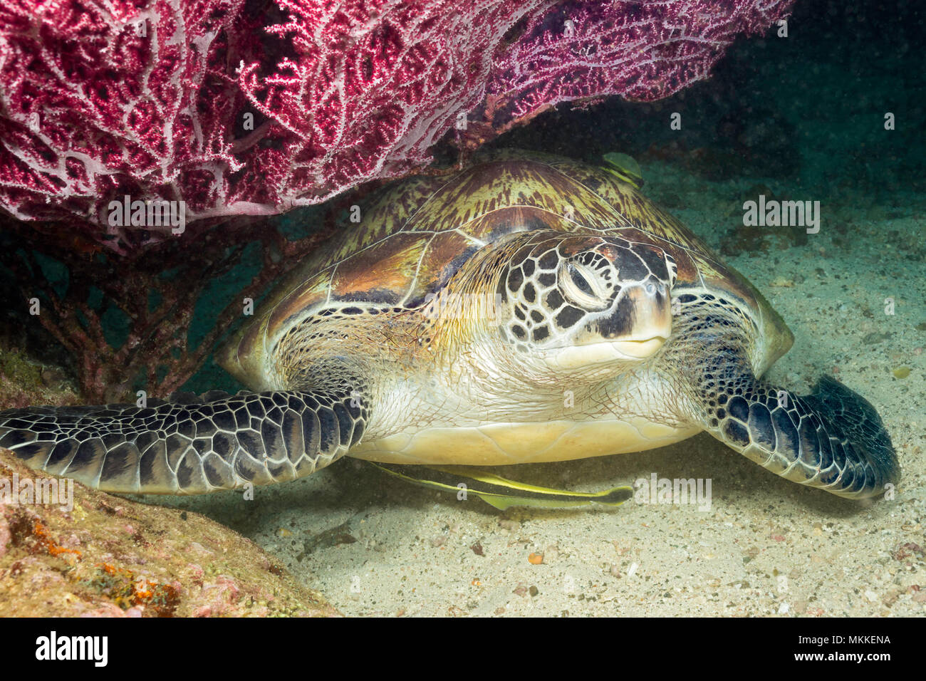An endangered species, this green sea turtle, Chelonia mydas, is resting under a fan of gorgonian coral along with two remora, Philippines. Stock Photo