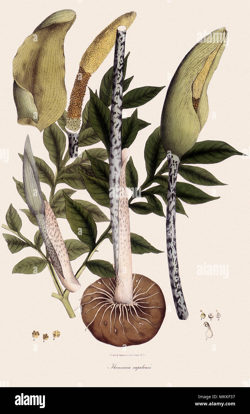 Thomsonia Napalensis Stock Photo