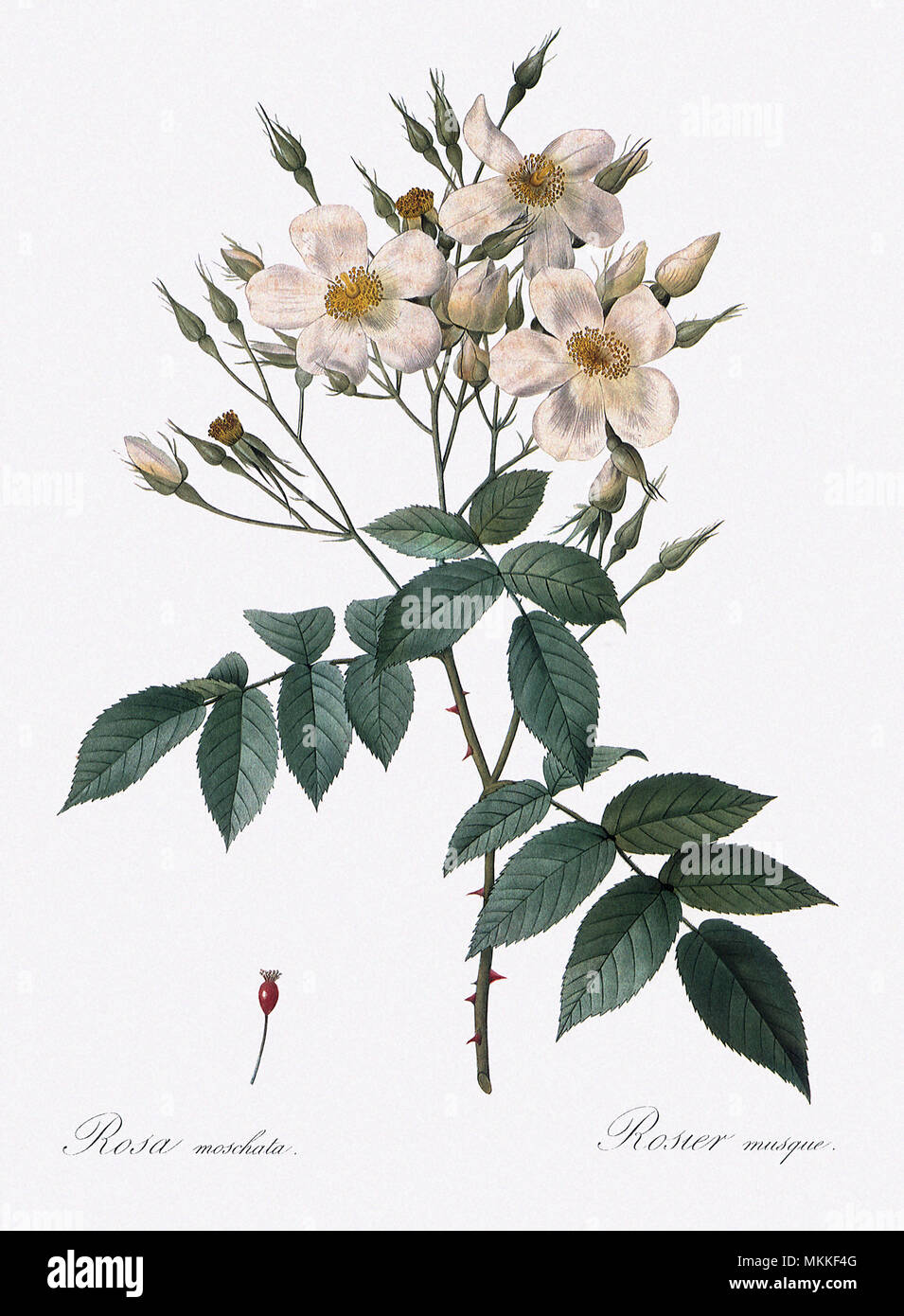 Musk Rose, Rosa Moschata Stock Photo - Alamy