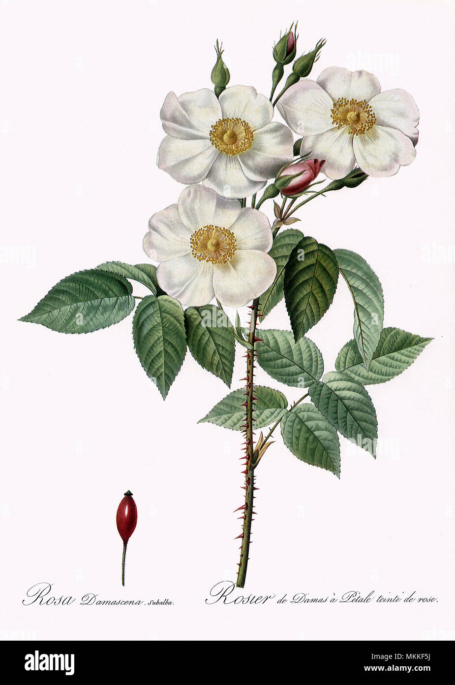 Blush Damask Rose, Rosa Damascena Subalba Stock Photo