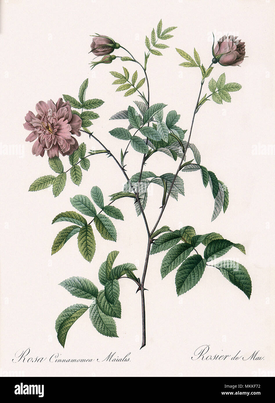 May Rose, Rosa Cinnamomea Stock Photo