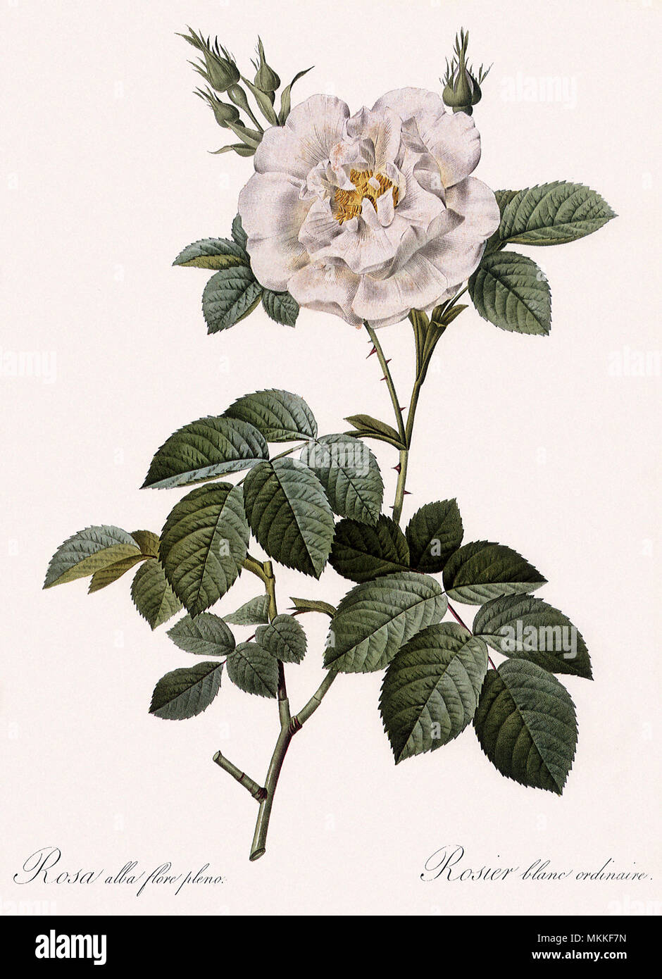 Double White Rose Stock Photo