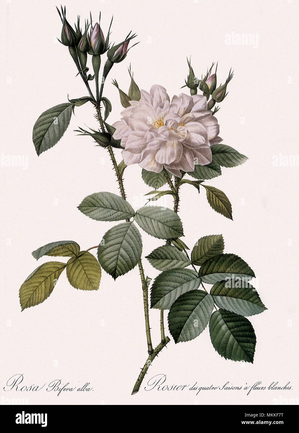White Four-Seasons Rose Stock Photo - Alamy