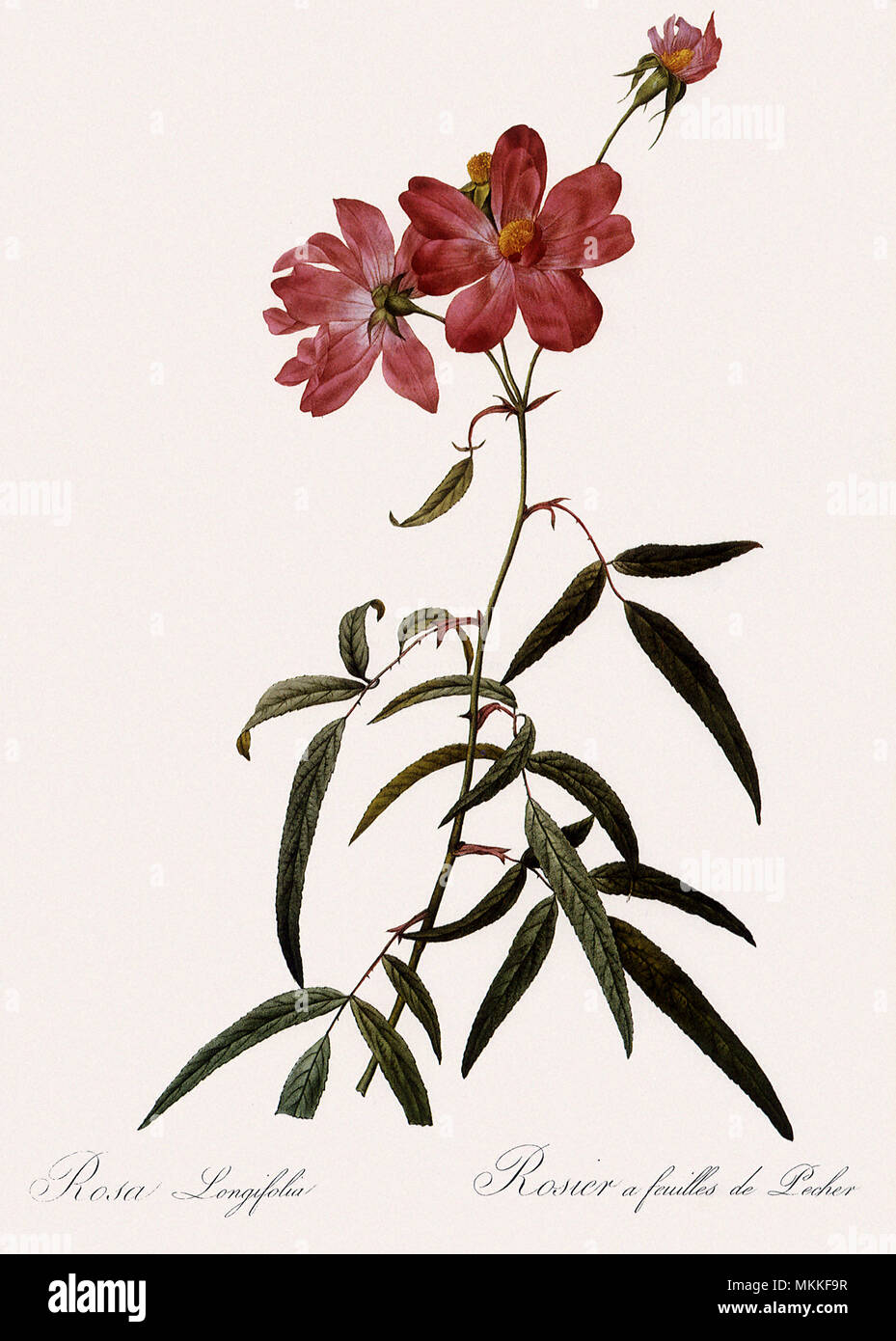 Peach-Leafed Rose Stock Photo