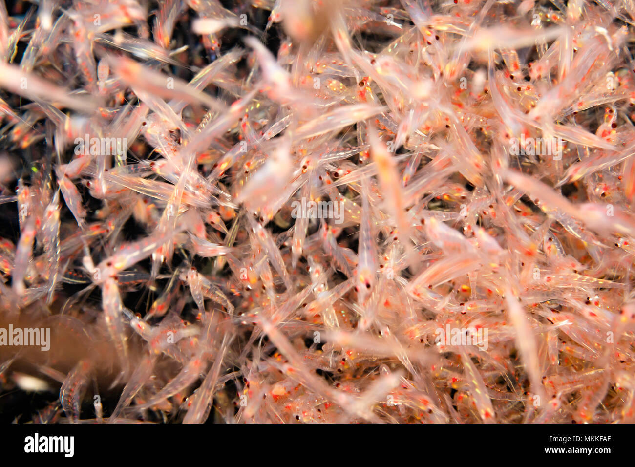 At night plankton is attracted to lights; where this mass is pictured