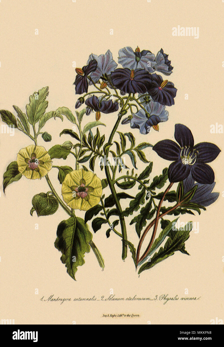 Mandrake, Other Flowers Stock Photo