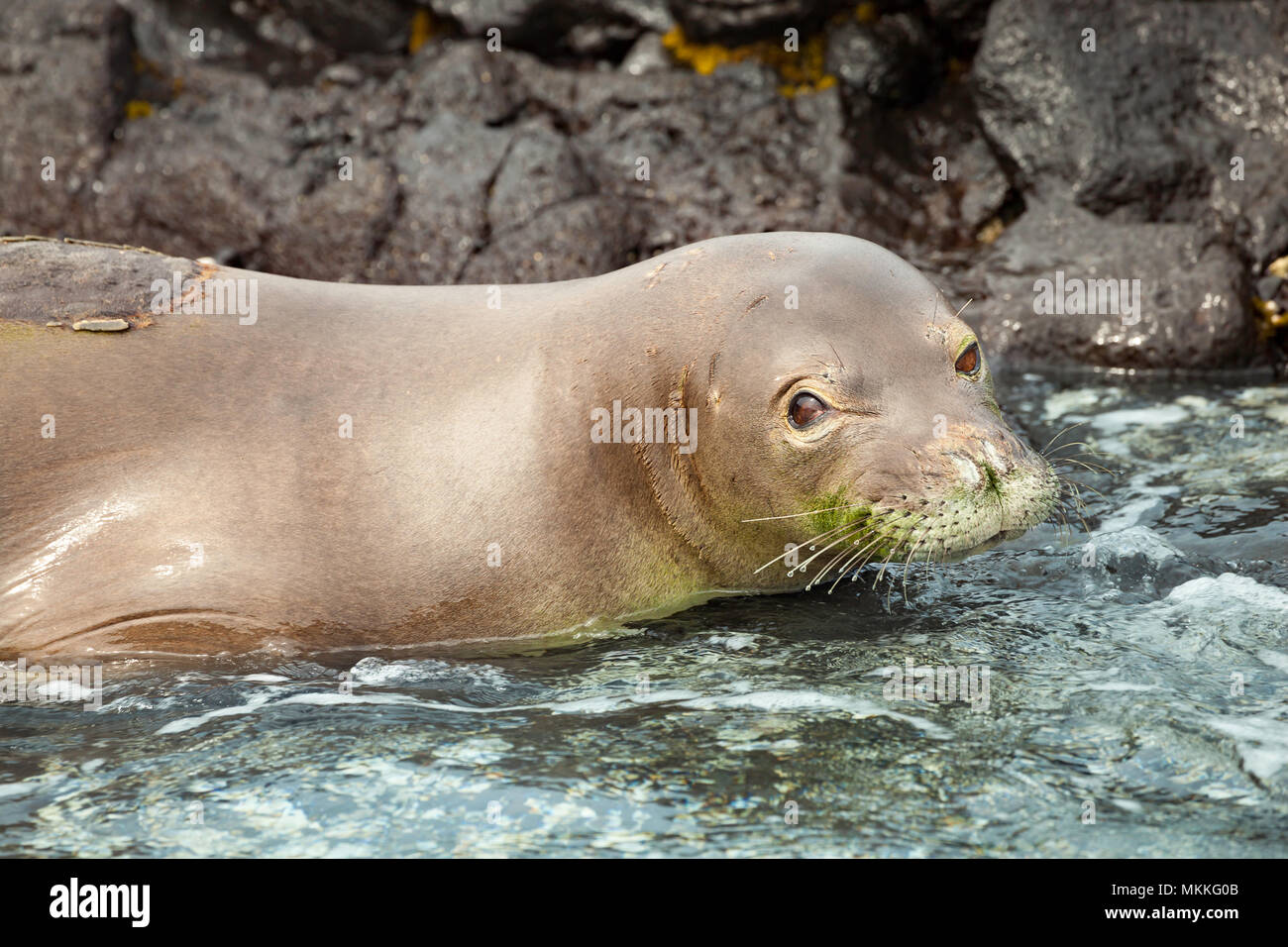 This Hawaiian monk seal, Monachus schauinslandi, (endemic and endangered) was photographed off the Kona Coast of the Big Island, Hawaii. The patch on  Stock Photo