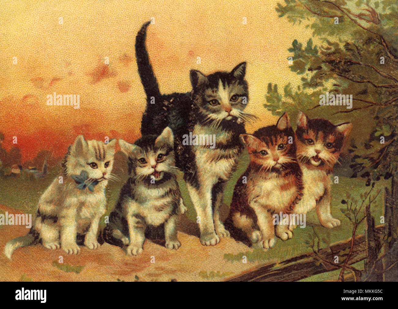 Country cat hires stock photography and images Alamy