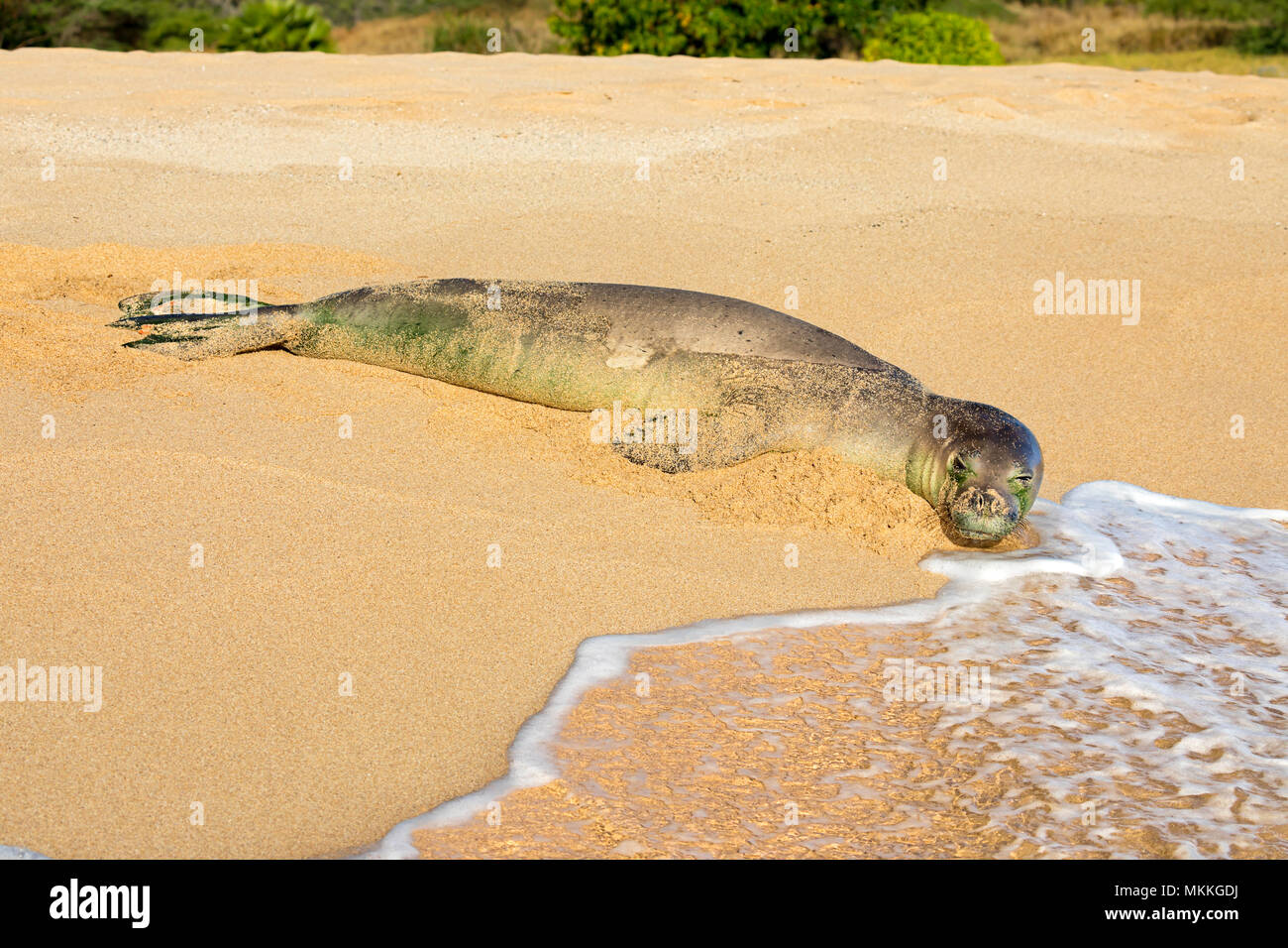 This wave has disturbed this Hawaiian monk seals nap, Monachus schauinslandi, (endemic and endangered) on Kepuhi Beach, Kaluakoi, on Molokai's West En Stock Photo