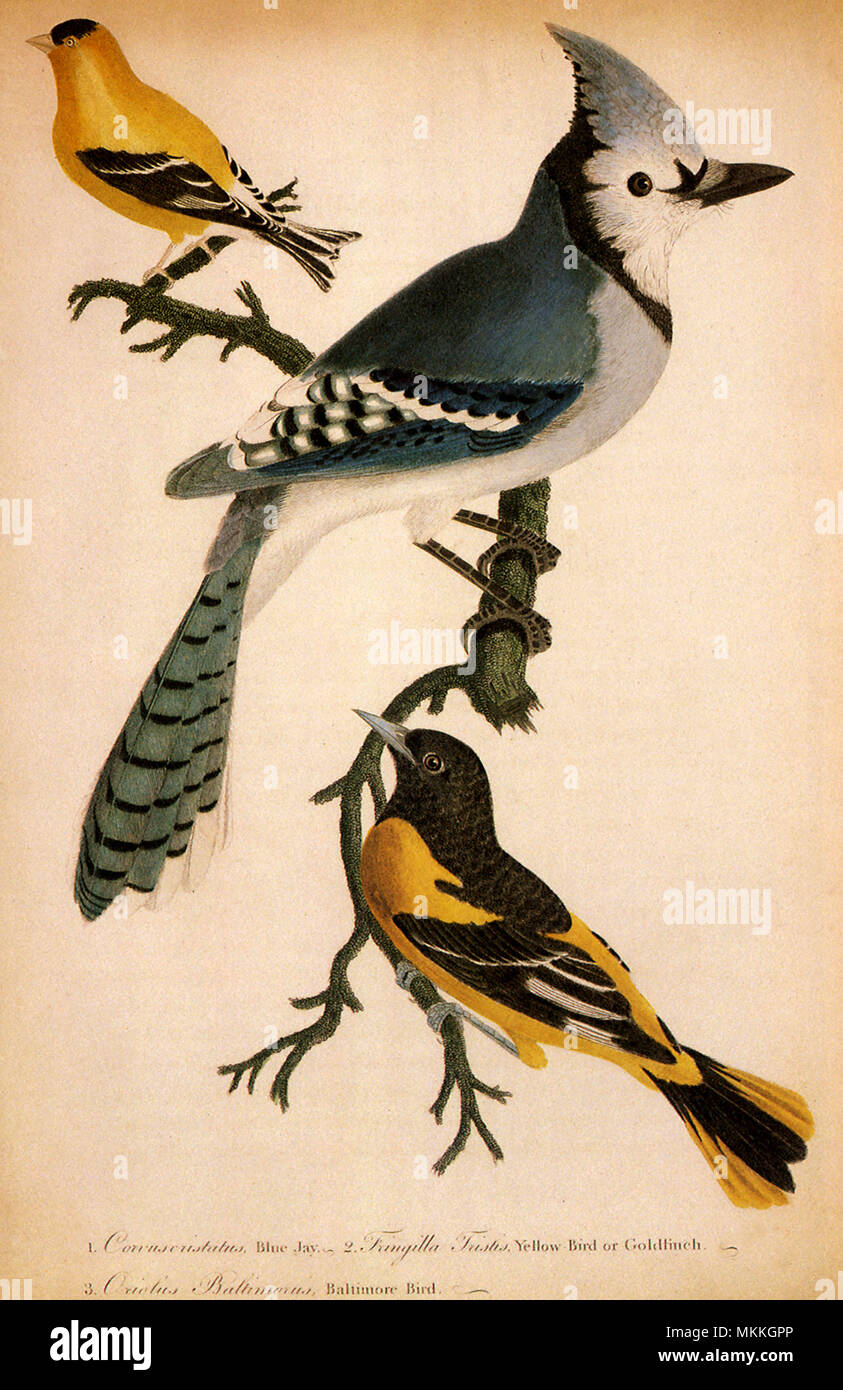 Bluejay, American Goldfinch & Northern Oriole Stock Photo