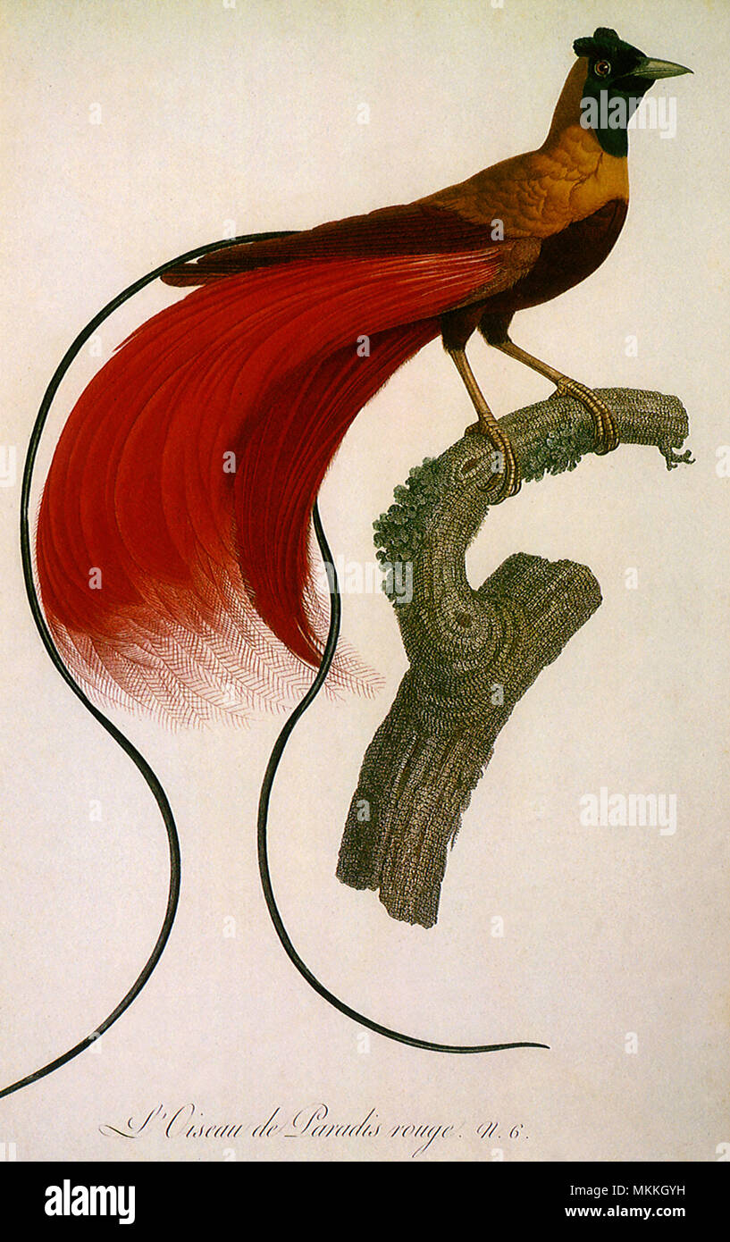 Red Bird of Paradise, Paradisaea rubra Stock Photo
