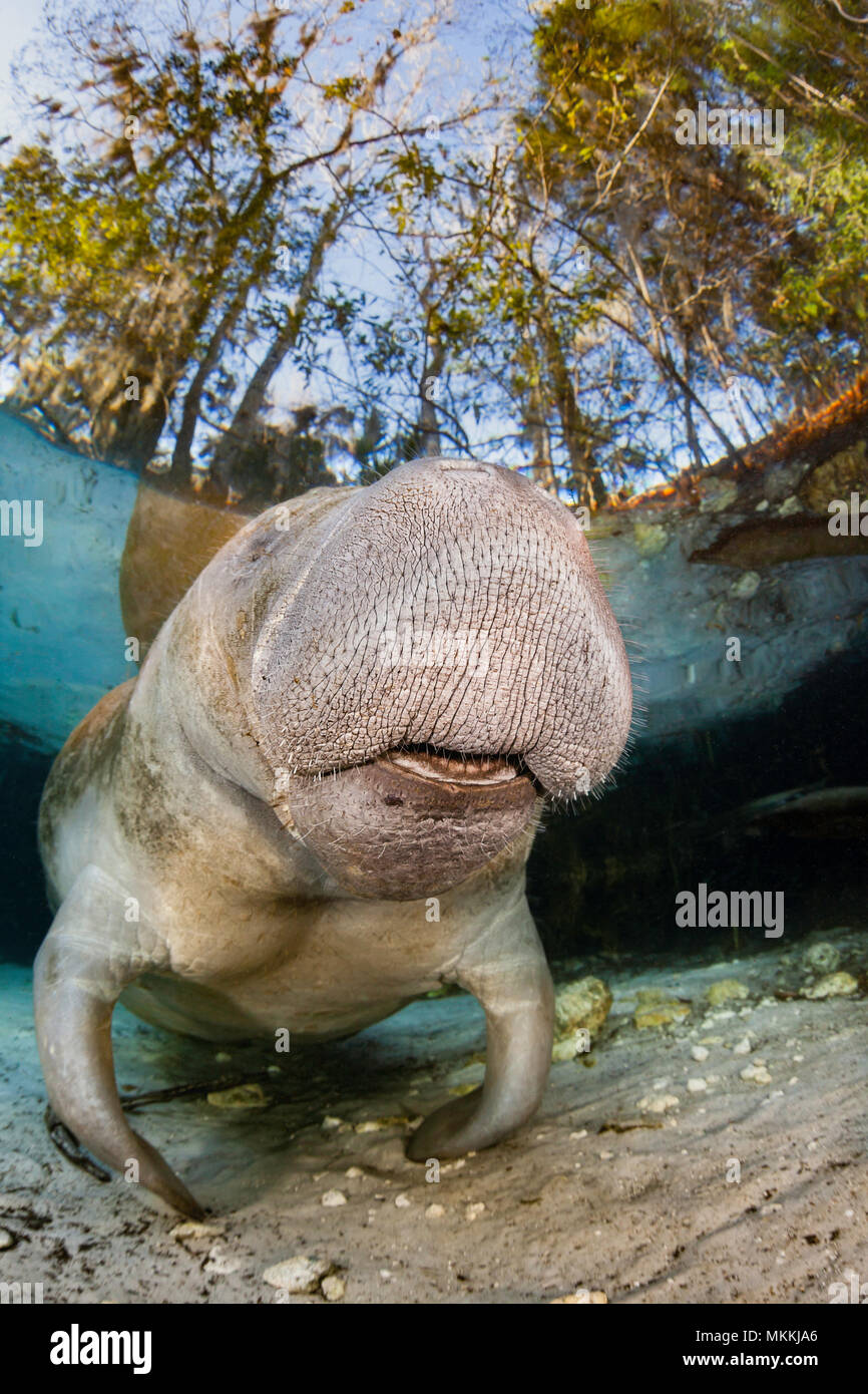 Endangered Florida Manatee, Trichechus manatus latirostris, at Three