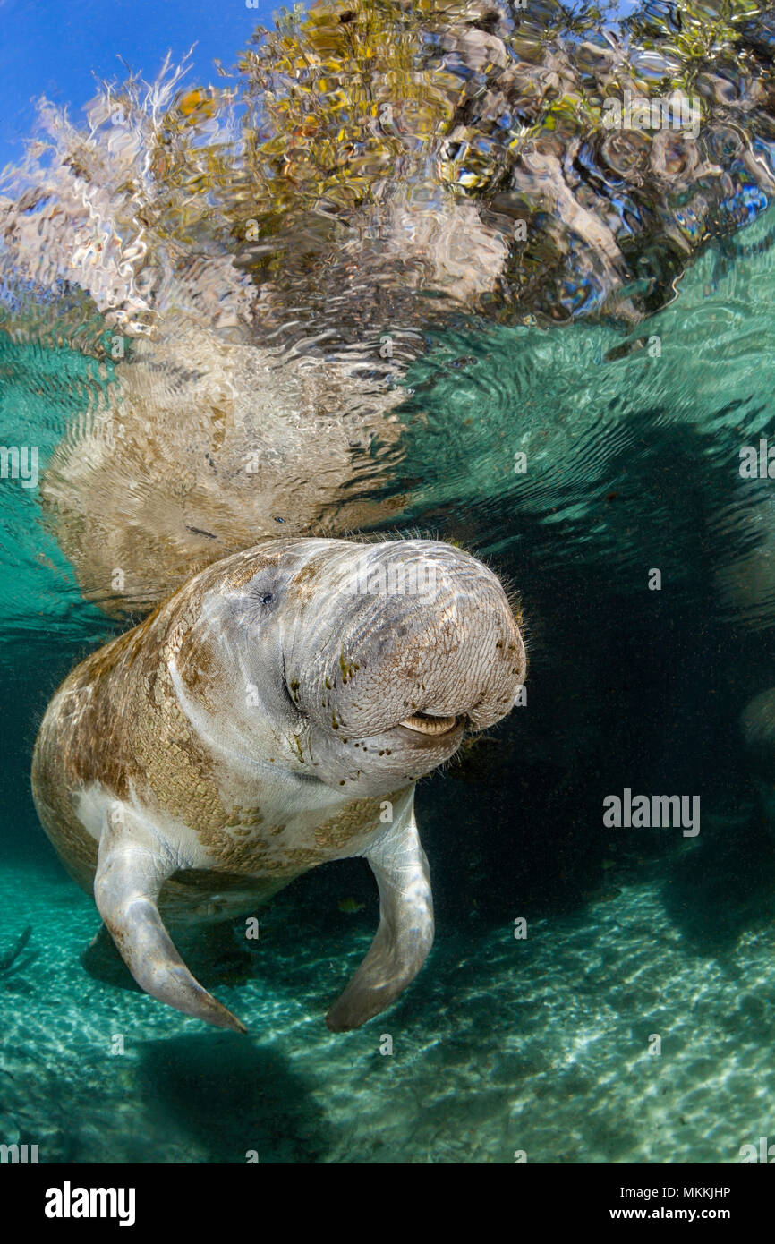 Endangered Florida Manatee, Trichechus manatus latirostris, at Three