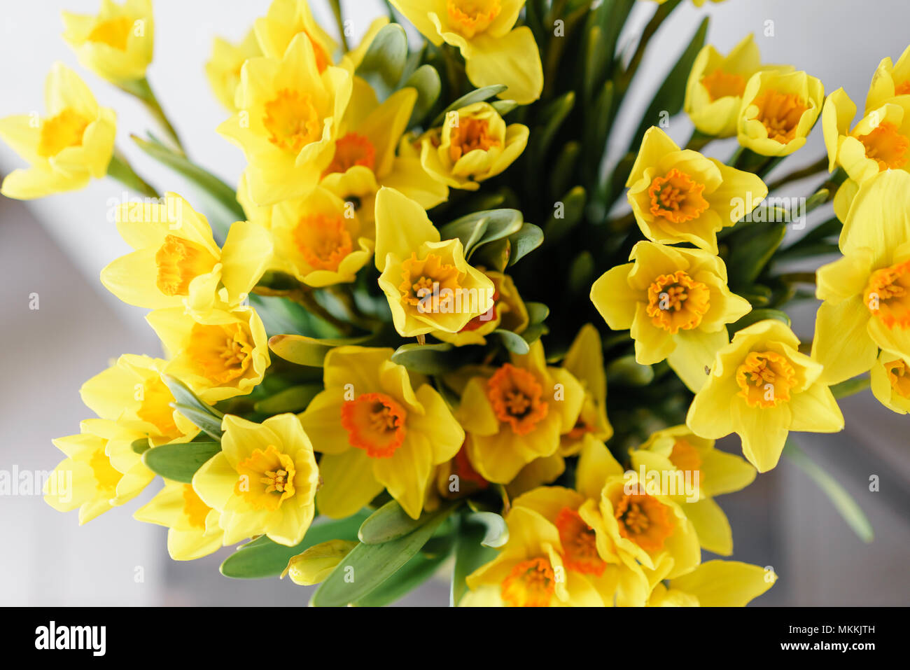 Narcissus Of Yellow Color In Glass Vase Floral Natural Backdrop