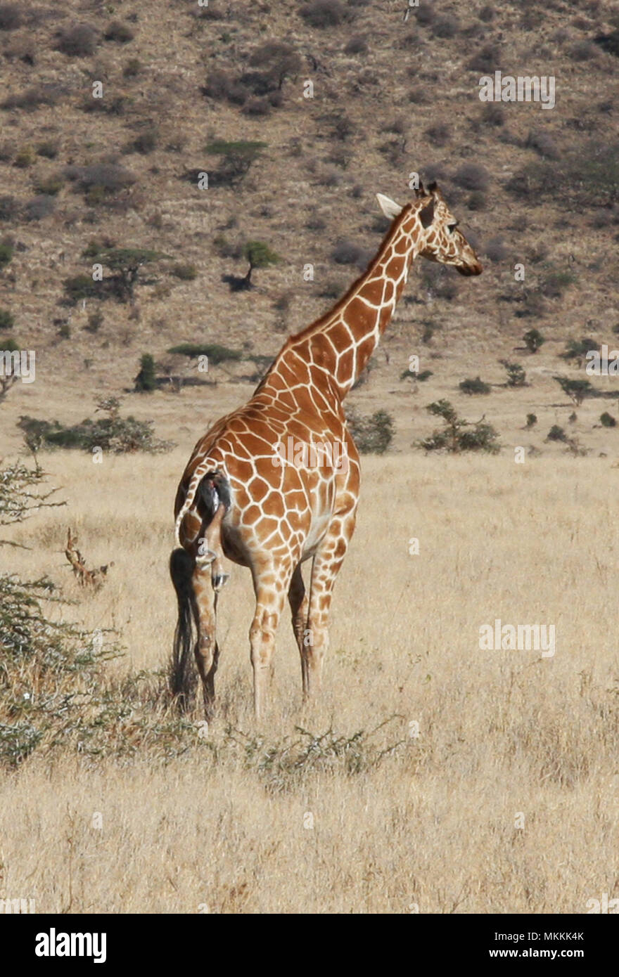 Giraffe giving birth - a long process Stock Photo