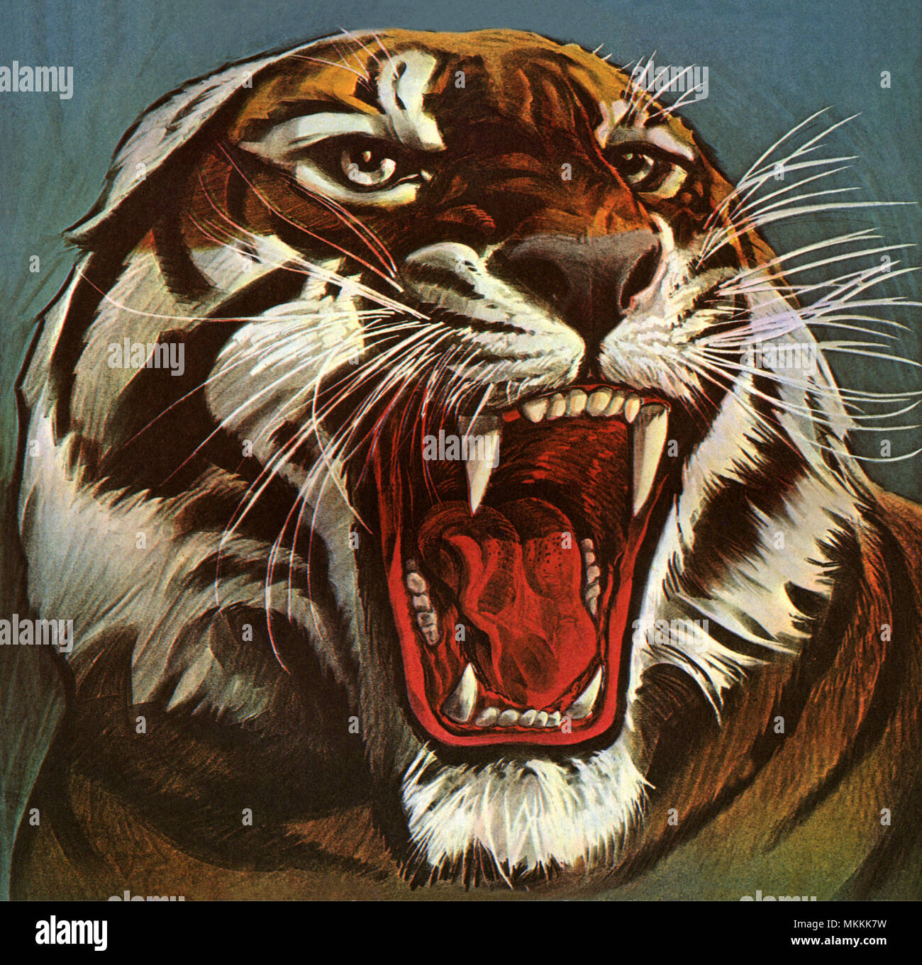 Tiger vintage hi-res stock photography and images - Alamy, image size:1300x1361