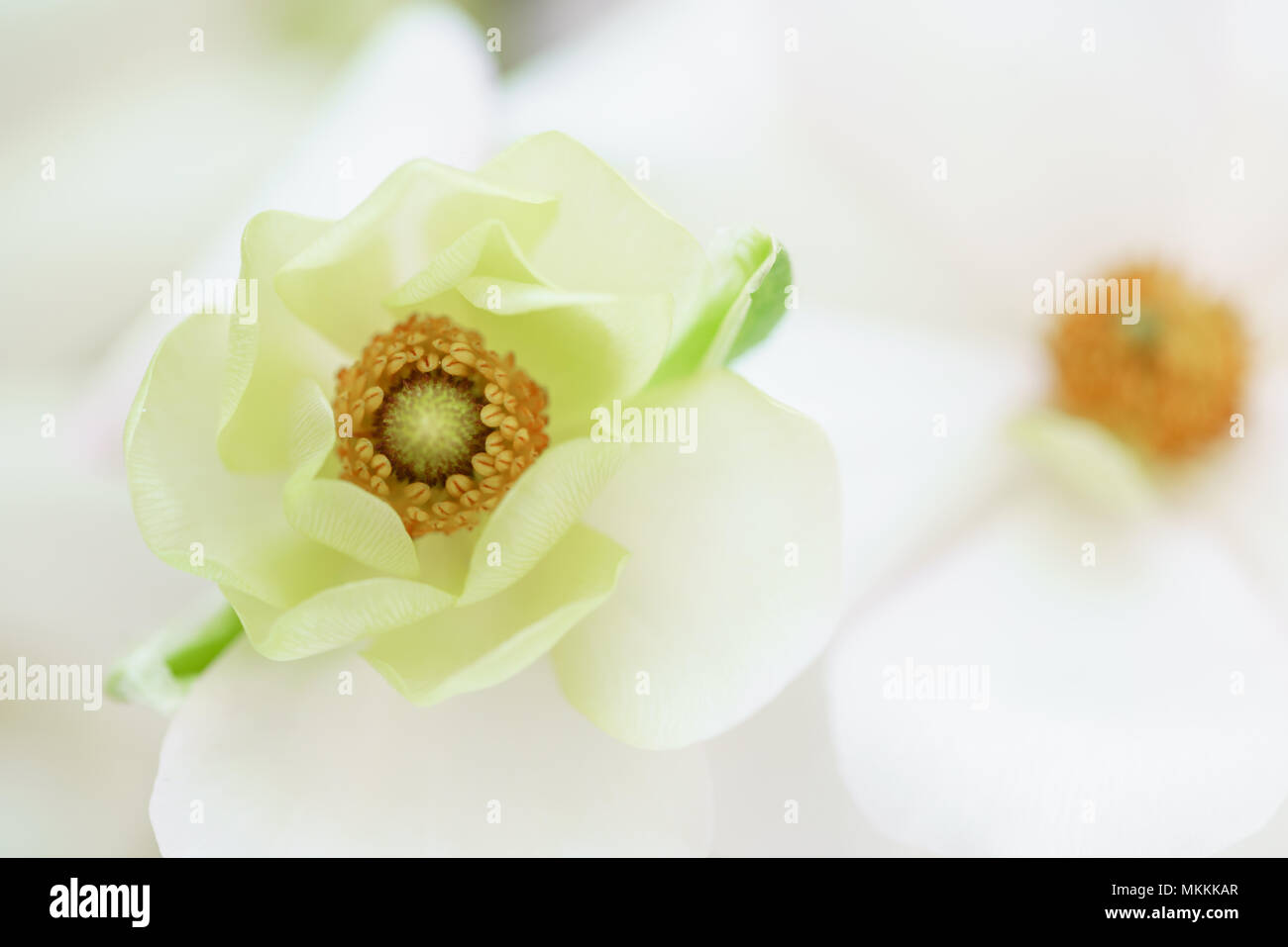 Close Up White Buttercup And Butterfly Wedding Bouquet Modern Close Up White Buttercup And Butterfly Wedding Bouquet Modern