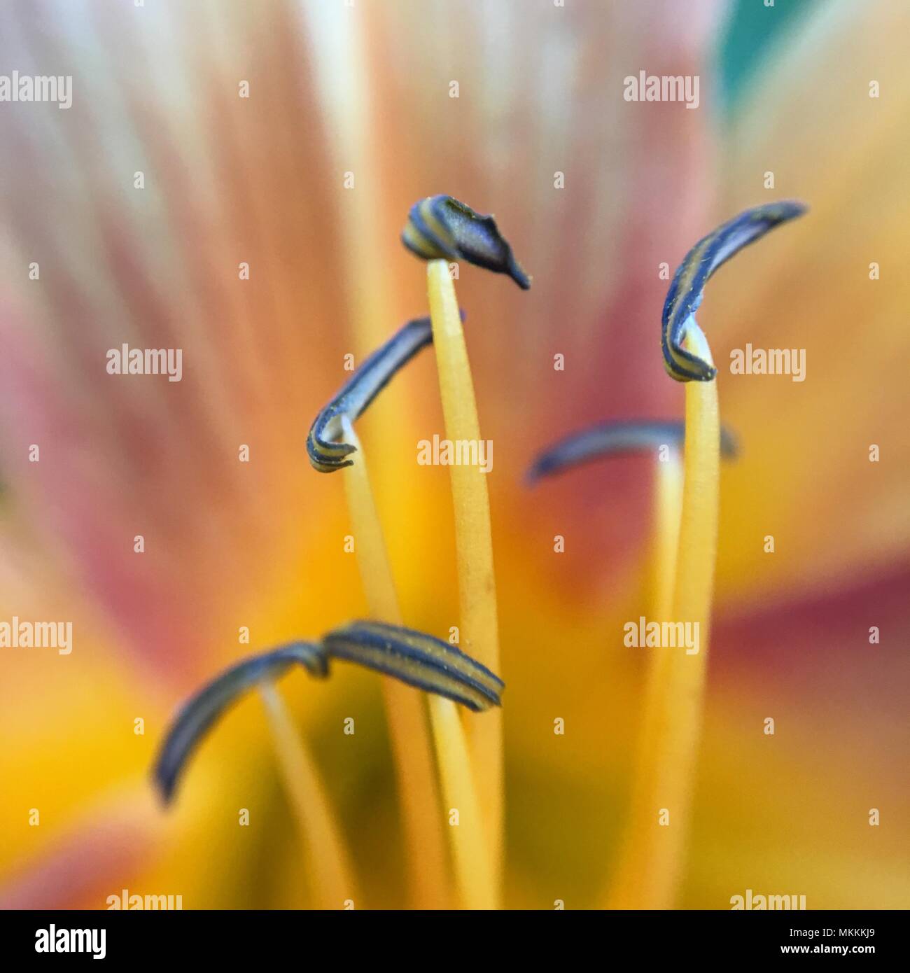 A close up of a yellow and pink day lily flower showing the stamen anther and filament and petals in the background Stock Photo
