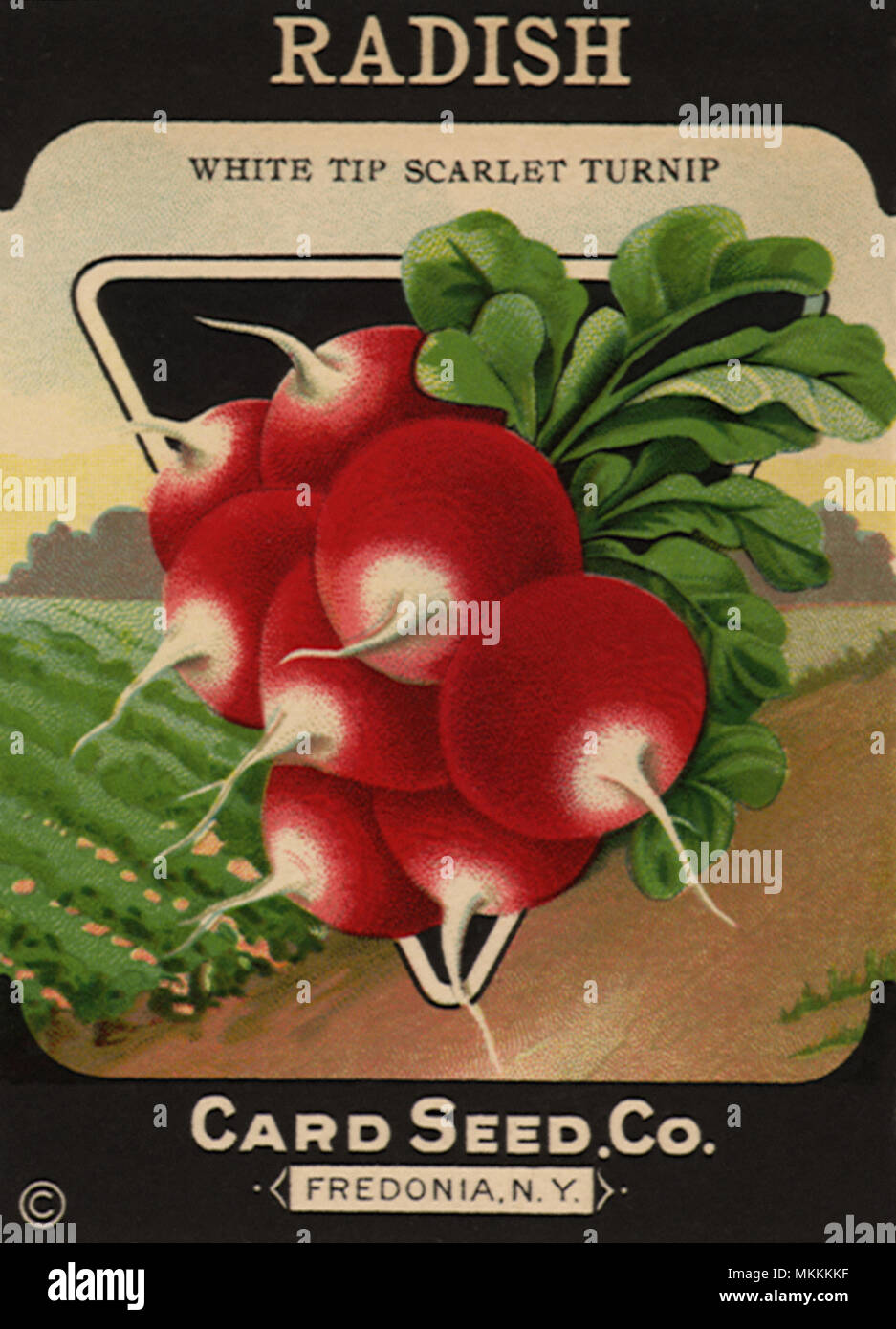 Radish Seed Packet Stock Photo - Alamy