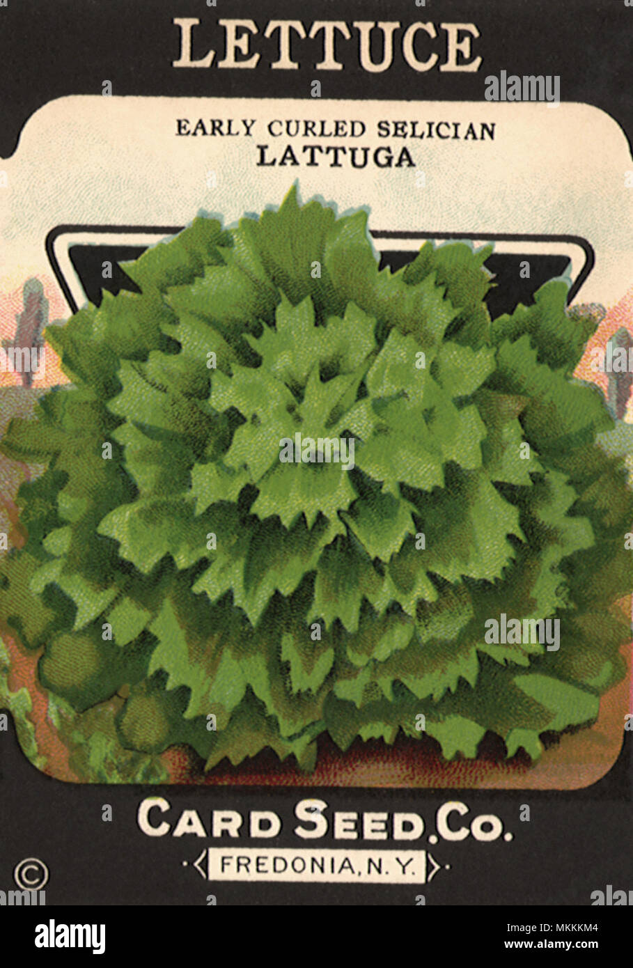 Lettuce Seed Packet Stock Photo Alamy