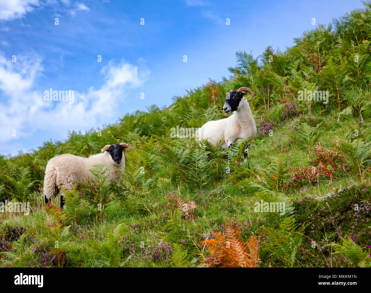 Goats grazing on a hill at Scottish Highlands Stock Photo