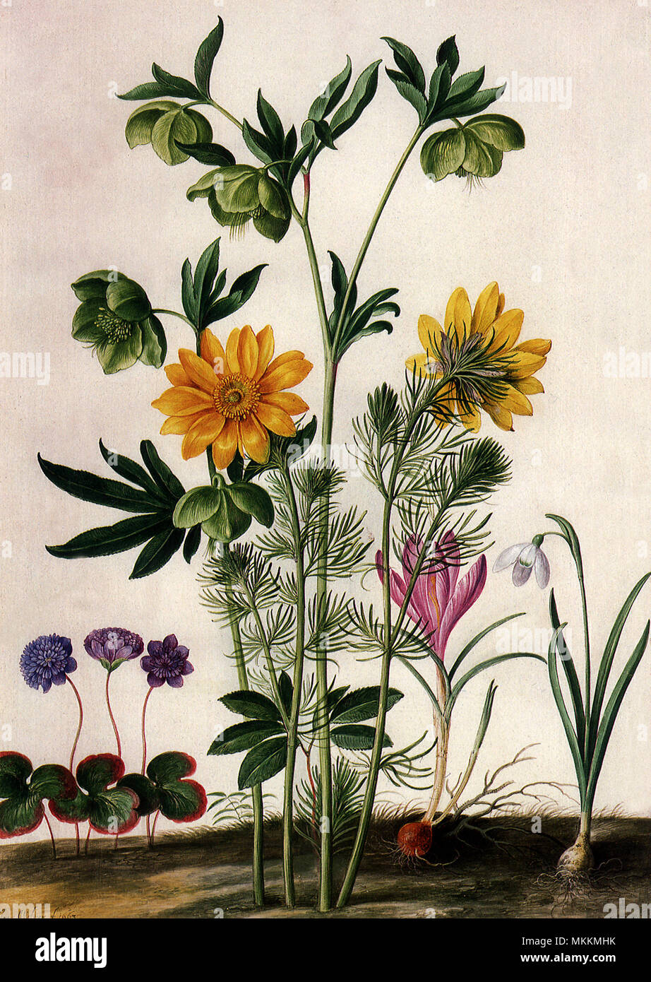 Floral Botanical Stock Photo