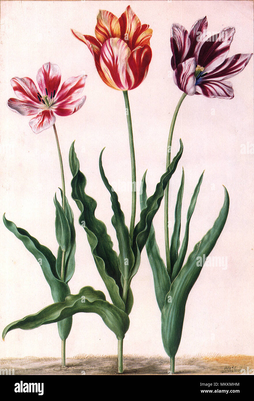 Tulip Botanical Stock Photo