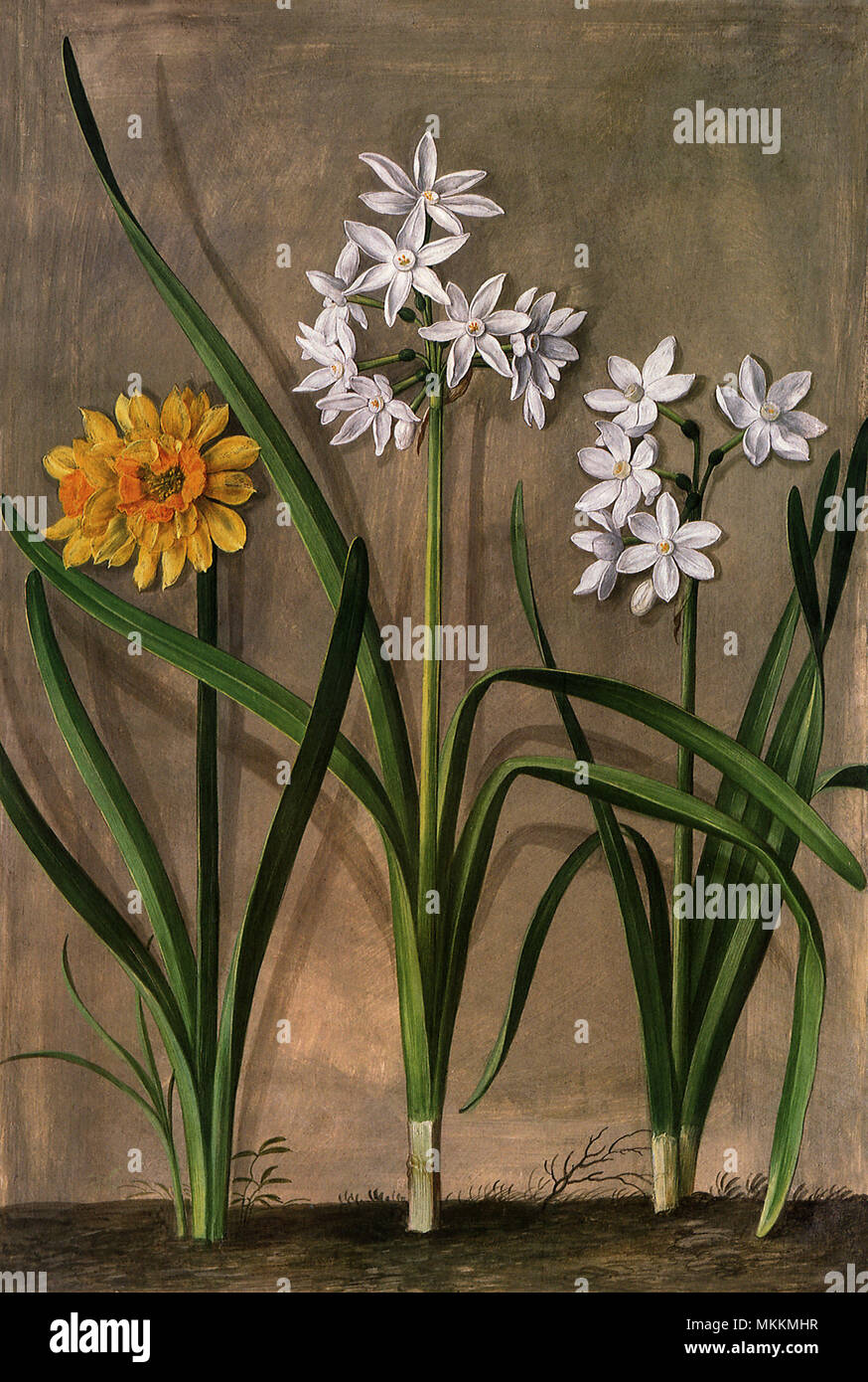 Narcissus Botanical Stock Photo