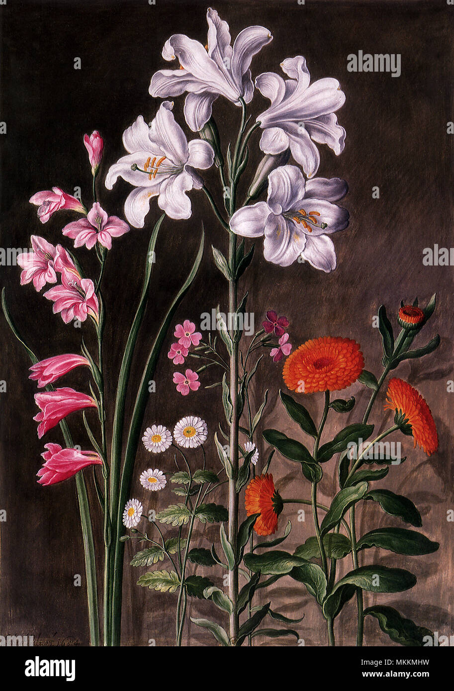 Floral Botanical Stock Photo