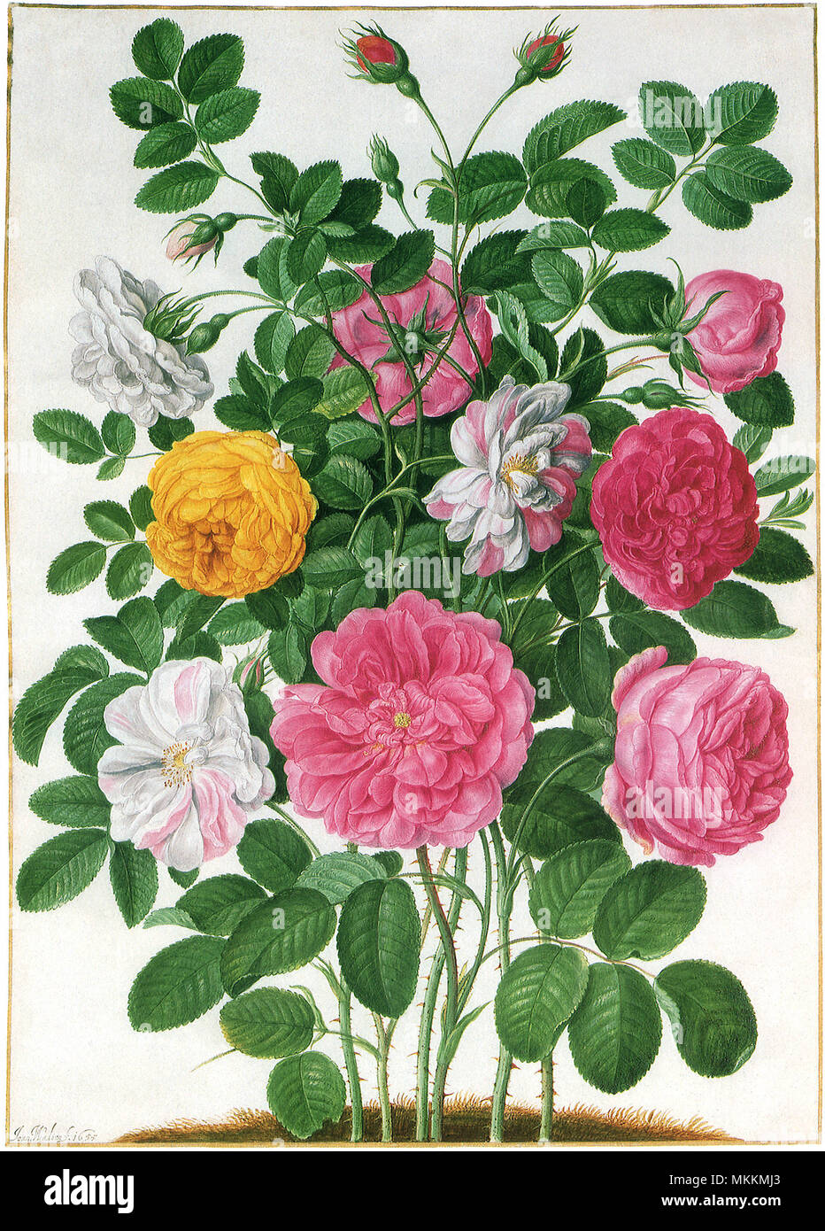 Rose Botanical Stock Photo