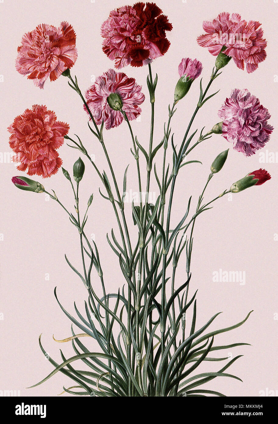Carnation Botanical Stock Photo