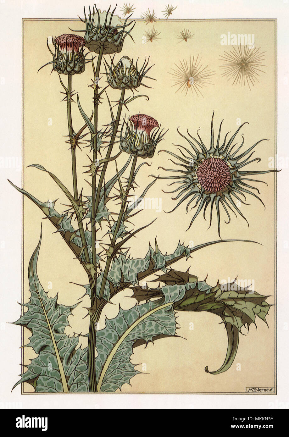 Botanical Drawing of a Thistle Stock Photo
