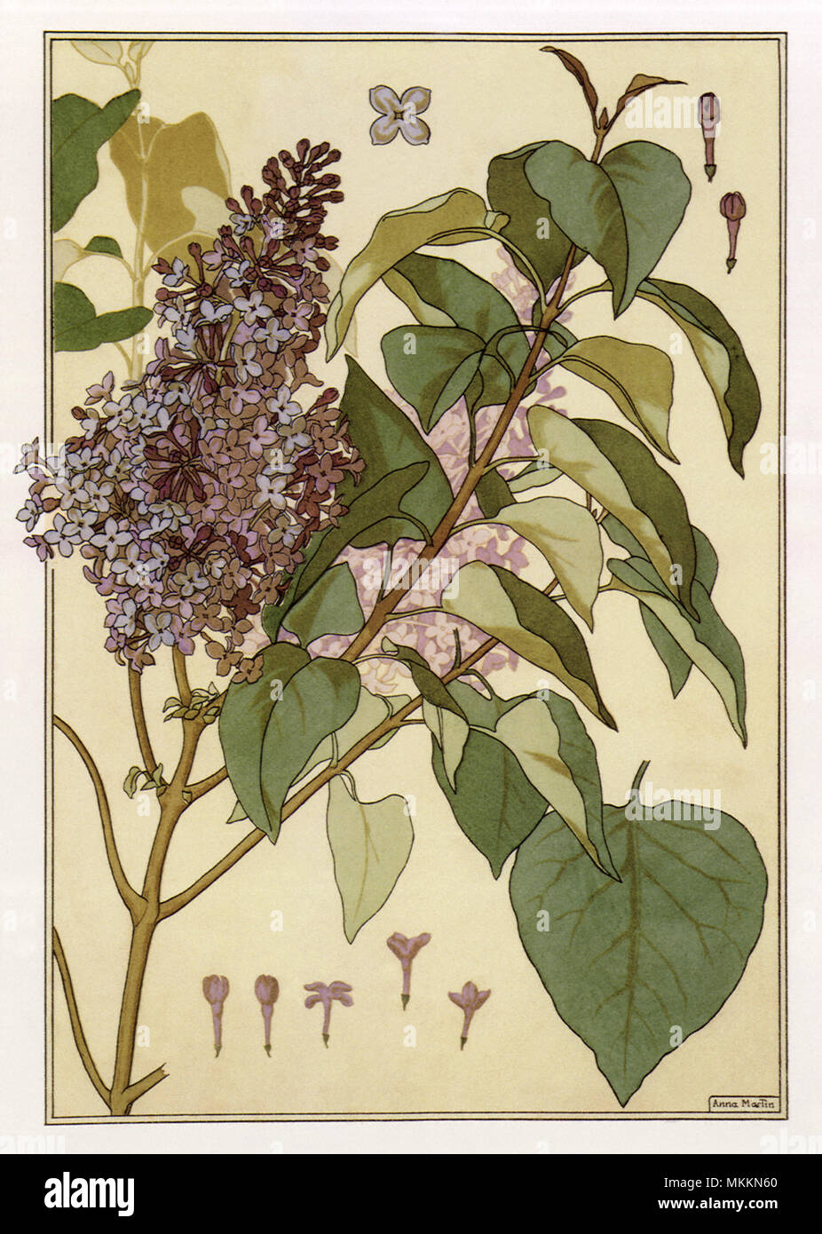 Botanical Illustration of Purple Lilacs Stock Photo