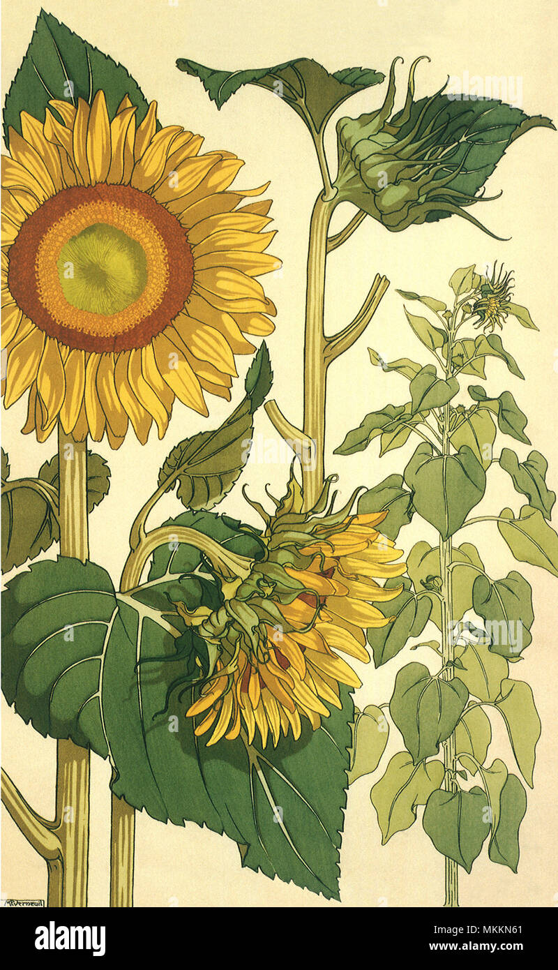 Botanical Drawing of Sunflowers Stock Photo