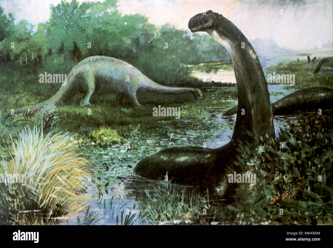 Apatosaurus Stock Photo