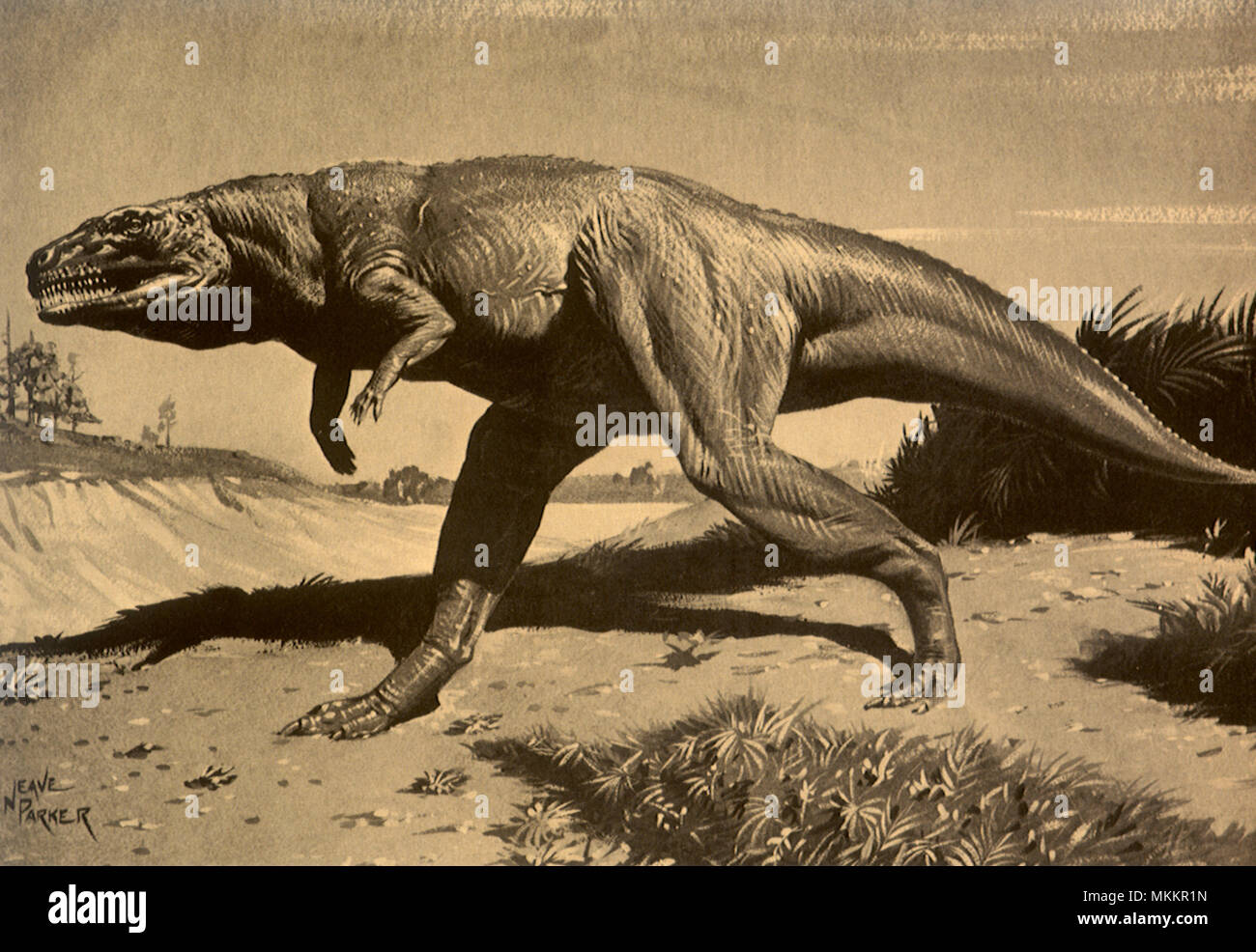 Megalosaurus hires stock photography and images Alamy