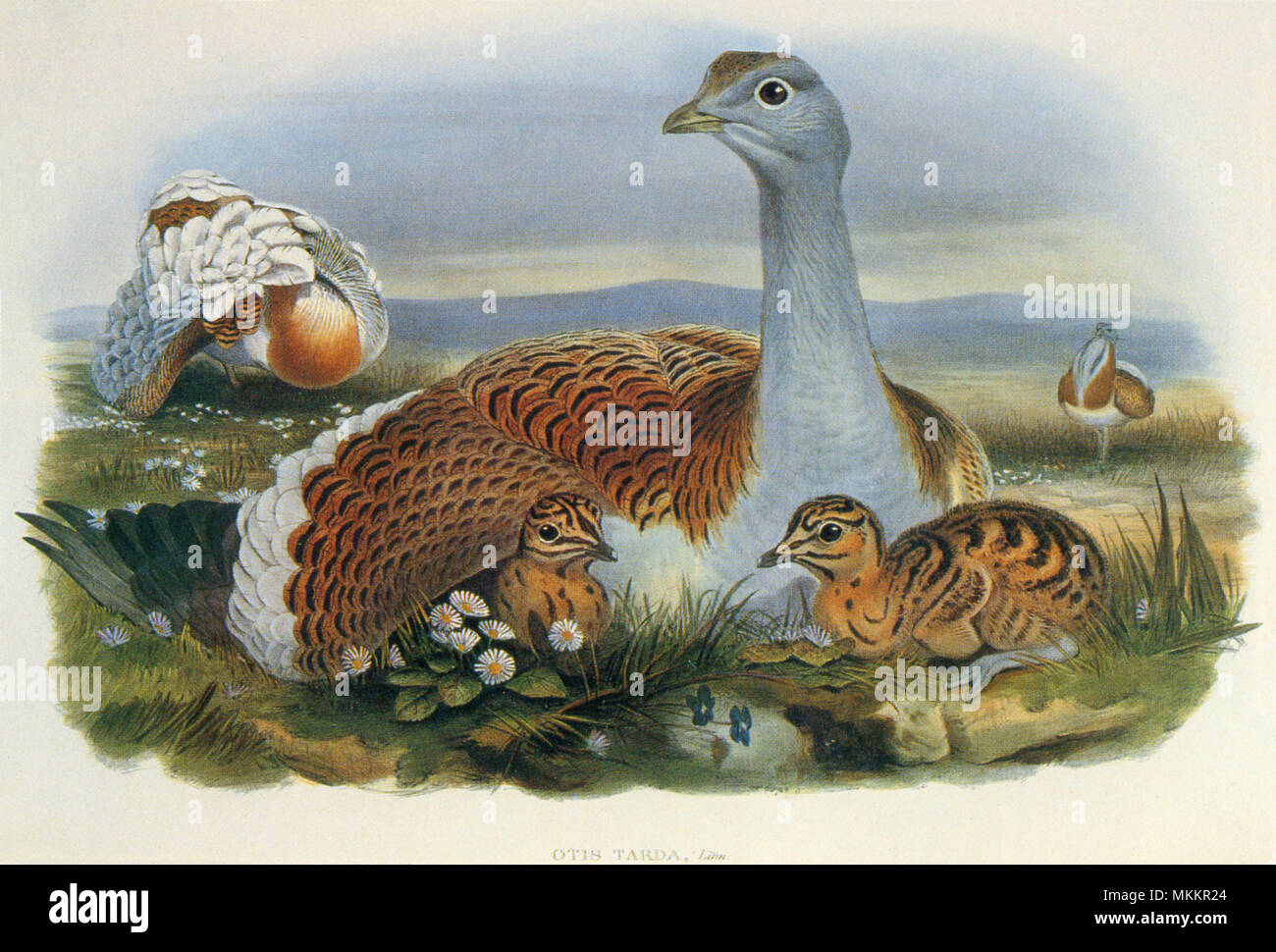 The Great Bustard Stock Photo - Alamy