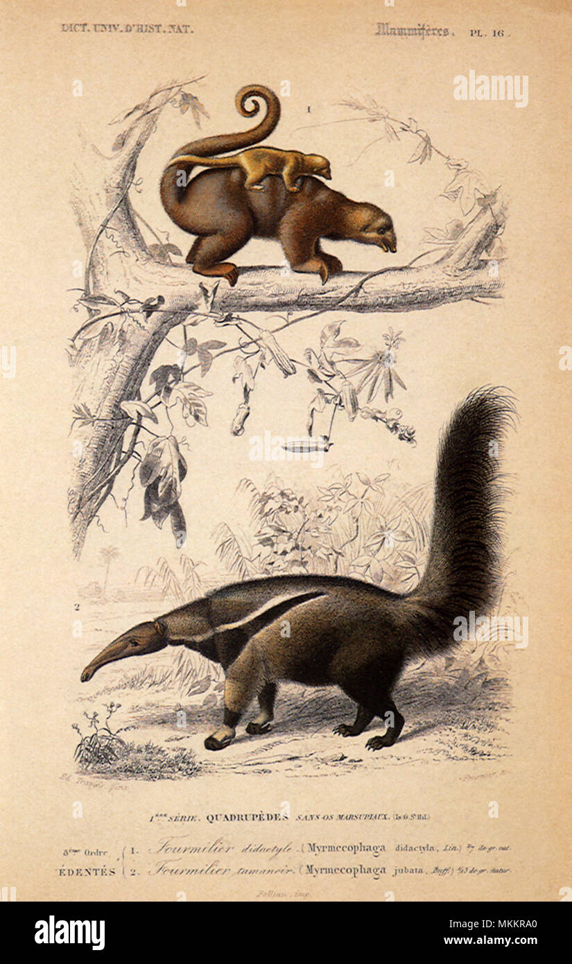 Giant Anteater & Silky Anteater Stock Photo