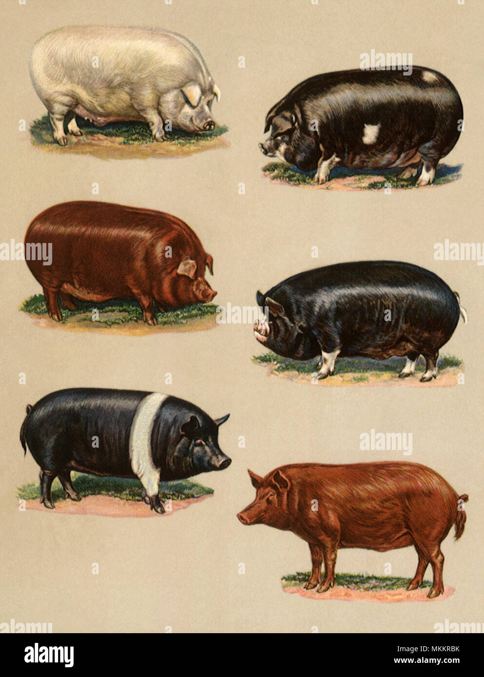 Leading Types of Hogs Stock Photo Alamy